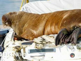 Walrus Freya who became attraction in Norway's Oslo Fjord put down