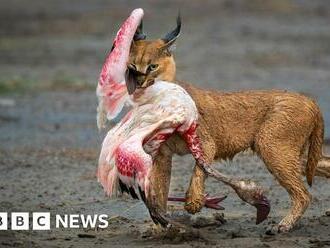 Picture of wild cat hunting flamingo wins award