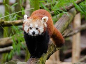 V brněnské zoo se narodila dvojčata ohrožené pandy červené