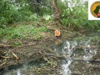 Polícia obvinila muža z okresu Trenčín za protiprávny výrub 263 stromov a krov v chránenej oblasti