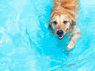 Jak pomoci psovi od horka? Pozor na náhubky a chlorovanou vodu