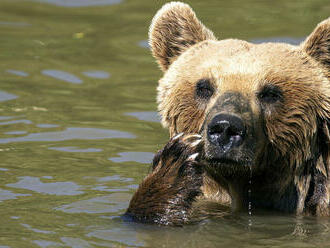 Poľovník Kaššák: Medveďov je toľko, koľko ich dokáže uživiť prostredie. Vzoriek bolo málo