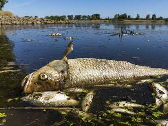 Z Odry Poliaci vylovili päť ton uhynutých rýb, panujú obavy z kontaminácie