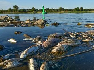 Ekologická katastrofa: Do rieky Odra mali vypustiť chemický odpad, uhynuli tony rýb