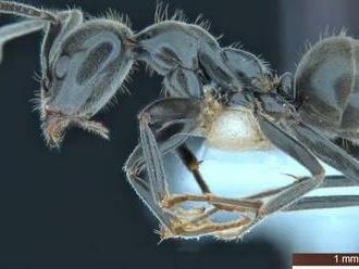 Vedci popísali 139 nových druhov zvierat vrátane mravca, ktorý robí 'babysittera' húseniciam