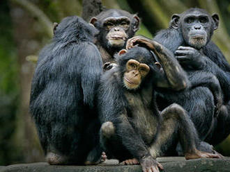 Šimpanzy používajú hlasovú komunikáciu na uľahčenie lovu, tvrdí štúdia