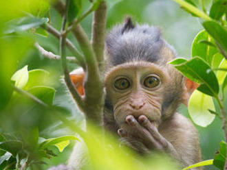 WHO vyzvala, aby ľudia neútočili na zvieratá kvôli opičím kiahňam