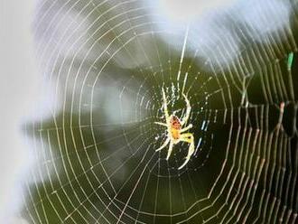 Pavúkom sa možno zdajú sny ako ľuďom, tvrdia vedci