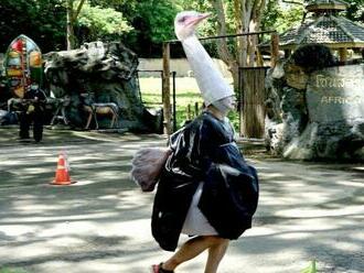 Opatrovateľ v thajskej zoo sa prezliekol za pštrosa, má novú metódu výcviku kolegov