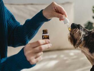 V Kolumbii už veterinári predpisujú psom či mačkám lieky z marihuany