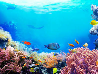 Vo Veľkej koralovej bariére je najviac koralov za posledných 36 rokov