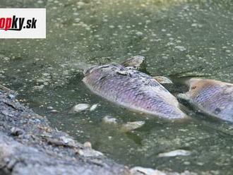 Z rieky Odra vylovili päť ton uhynutých rýb: Panujú obavy z kontaminácie