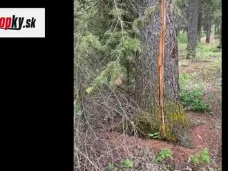 VIDEO stromu ohromilo tisíce ľudí: Pozrite, čo dokáže, to ste ešte nikdy nevideli!