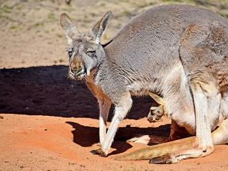 Záhada v bratislavskej ZOO: Prečo uhynuli kengury? Hrozivý dôvod