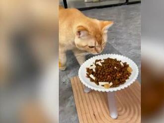 Mačke z misky vyjedala hladná príživníčka: Že uvidíte napchávať sa granulami práve ju, by vám nenapadlo