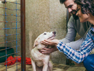 5 dôvodov, prečo si adoptovať psíka z útulku