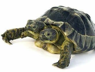Dvojitá oslava: Dvojhlavá korytnačka Janus oslavuje 25. narodeniny