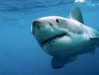 Vedci zisťujú, prečo v obľúbenom novozélandskom zálive pribúda žralokov bielych