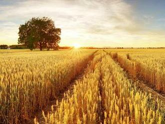 „Opitá“ pšenica zvláda sucho lepšie