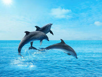 Samce delfínov vytvárajú celoživotné putá, pomáhajú im nájsť partnerky