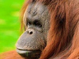 Lockdown počas pandémie covidu ovplyvnil aj správanie primátov v zoo
