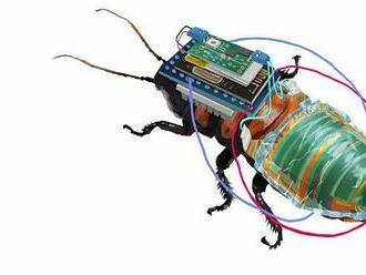 V Japonsku testujú vybavenie pre švábov-kyborgov