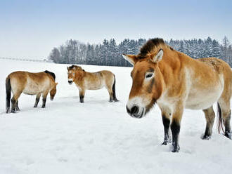 Zoo Praha buduje expozici pro koně Převalského, otevření plánuje na jaro 2024