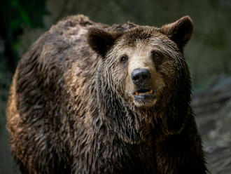 Mladý medveď uhryzol bežca v Kanianke