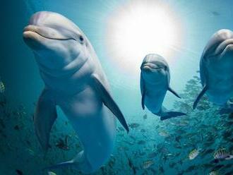 Delfíny podľa štúdie kričia, aby prehlušili hluk, ktorý v moriach spôsobuje človek
