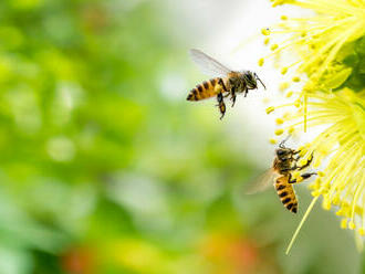 Včely radia čísla podľa veľkosti zľava doprava, tvrdí štúdia