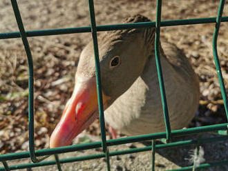 Bratislavskú zoo dočasne zatvoria, u jednej z husí potvrdili vtáčiu chrípku