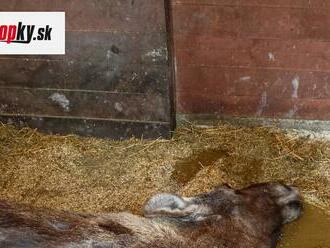 Otrasný prípad z českej zoo: Návštevníci otrávili sušienkami gravidnú samicu losa, tá umierala v bolestiach