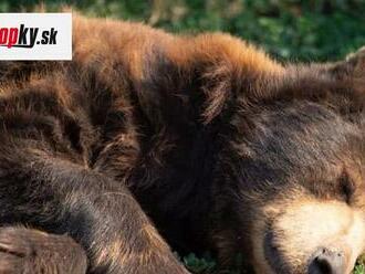 Ochranári chceli premiestniť driemajúceho medveďa: Bližší pohľad na neho im vyrazil dych