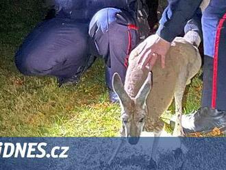 V Kanadě chytali klokana na útěku, ten dal policistovi pěstí do obličeje