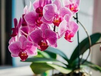 Jednoduchý prořez orchidejí je jak zázrakem omladí