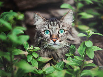 Výsledky výskumu slovenskej vedkyne o mačkách publikoval známy vedecký časopis