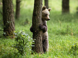 Prečo sa medvede obtierajú o stromy? Odborníci ponúkli nové vysvetlenie