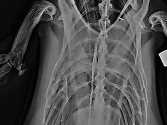 Veterinári našli bizarný trik, ako spraviť tučniakovi röntgen: Tak to ste ešte nevideli!