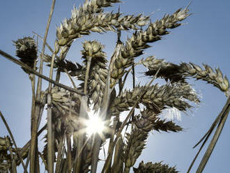 Svaz: Levná ukrajinská pšenice ovlivňuje evropský trh, zastavil se obchod