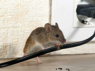 Účinný návod, ako sa zbaviť myši v dome