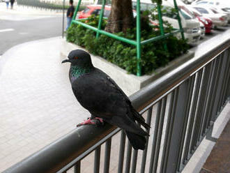 Aký plašič holubov na balkóne si vybrať?