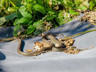Ako sa zbaviť hadov v záhrade?