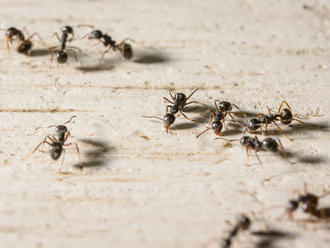 Prečo lezú mravce do domu a ako ich vyhnať?