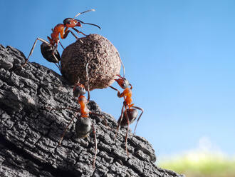 Poučné príbehy zo života mravcov