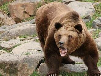 Plzeňští medvědi už jsou vzhůru a ve výběhu, spali tři a půl měsíce