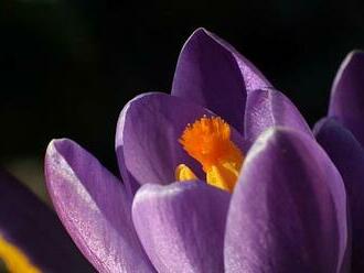 KVÍZ: V kůži botanika aneb jak dobře znáte jarní květiny