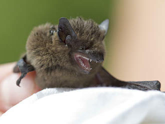 Přišel čas návratu netopýrů ze záchranných stanic do přírody. Ochránci pořádali školení o jejich krmení
