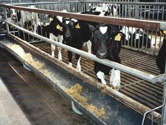 Compassion in World Farming: České velkochovy vězní téměř 5,5 milionu zvířat v klecích