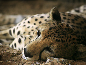 V Indii uhynul jeden z gepardů převezených do země z Namibie
