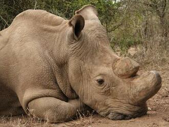 Poslední samec nosorožce severního bílého byl vystaven v muzeu v Keni
